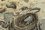 Devonian Stromatolite Slab - Orkney, Scotland #289672-1